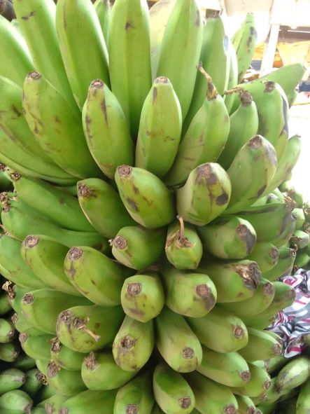 Bunch of Matoke big  size